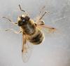 Eristalis tenax